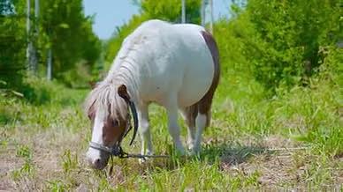 马吃草绿色草地养马视频的预览图